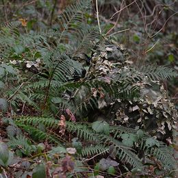 Летние | Маскхалаты и маскировочные костюмы