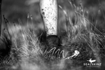 Непромокаемые носки Thin Ankle SealSkinz